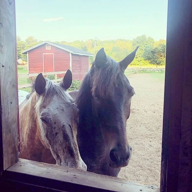 Best buds 😍 Since Pap&iacute; can&rsquo;t see very well (moon blindness that his breed is prone to,) he often relies on Laz for comfort. Pap&iacute; can maneuver on his own, but Laz is like an emotional and physical support buddy for him. We can&rsq