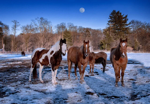 e2021_02_0257 dusk moon.jpeg