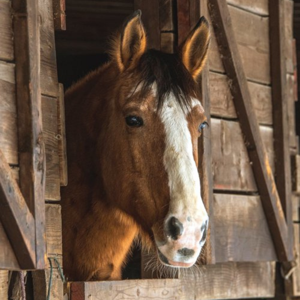 Our Rescues — Bergen County Horse Rescue