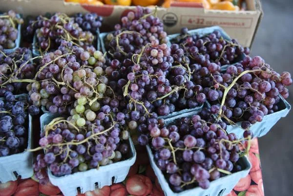 Grapes_c047aa97-a28f-4d9d-88e4-a9781b881f5a.jpg