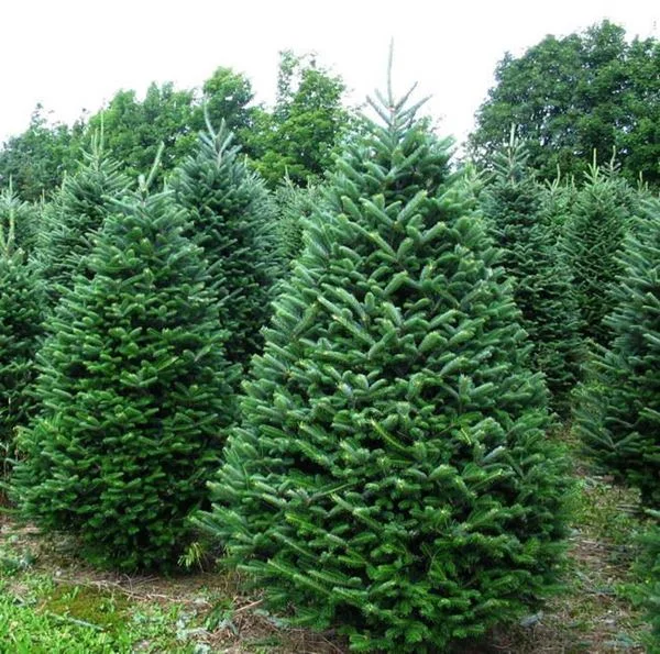 0000018_fraser-fir-christmas-tree_600.jpeg