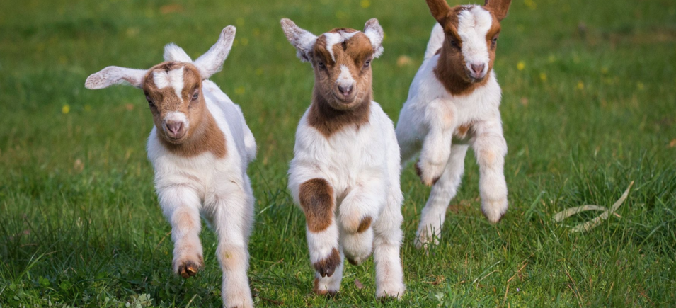 Petting Farm Atlantic Farms