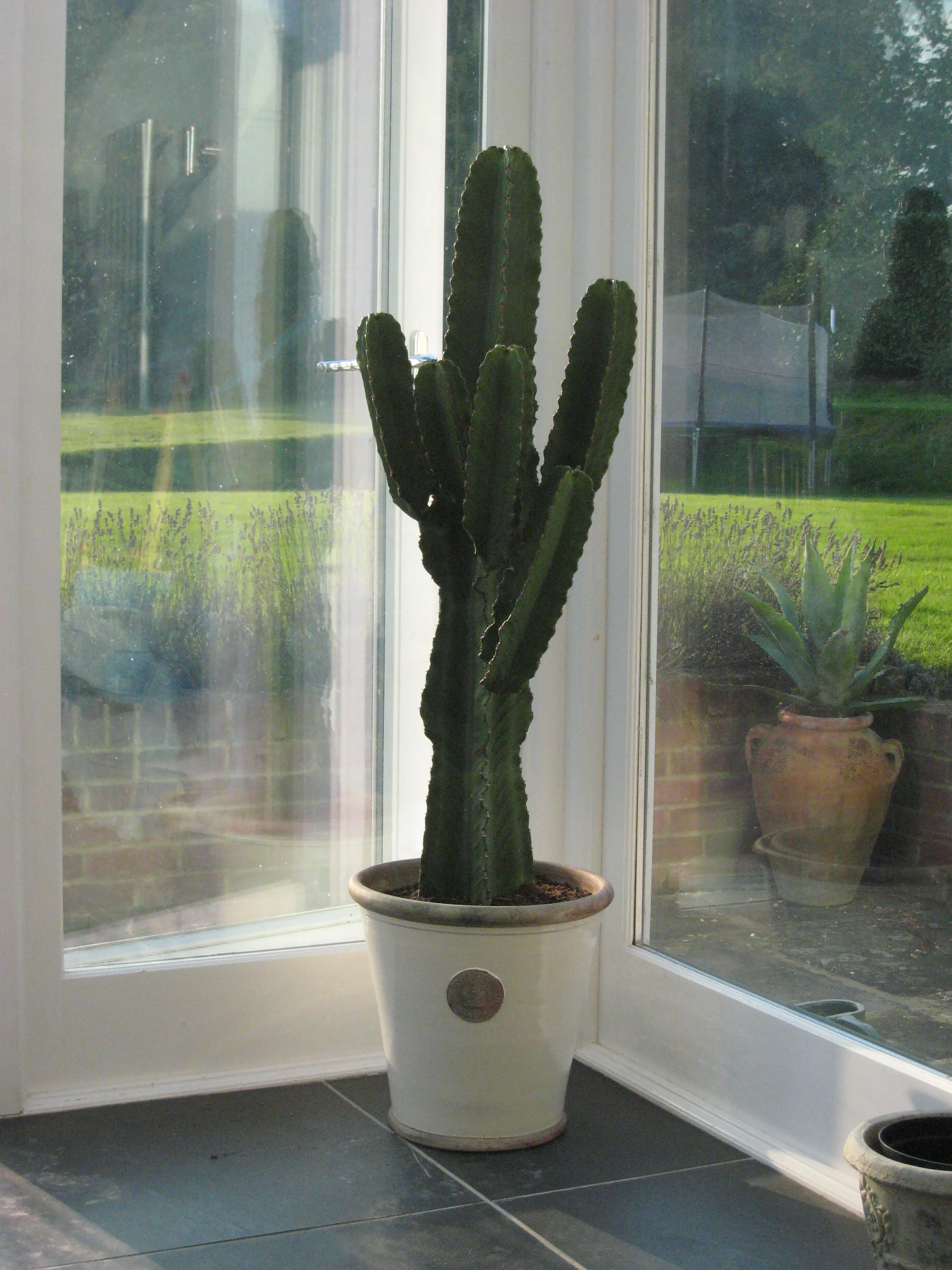 XXL Long Tom planted with "lone Star' Cactus £220 Empty pot - £62