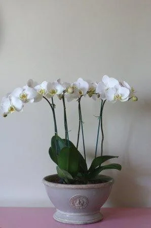 Large footed bowl planted with 2 Orchids - £115 Empty Large H: 18.5 x W: 30.2cm - £42 Small H: 12.5 x W: 23cm - £28