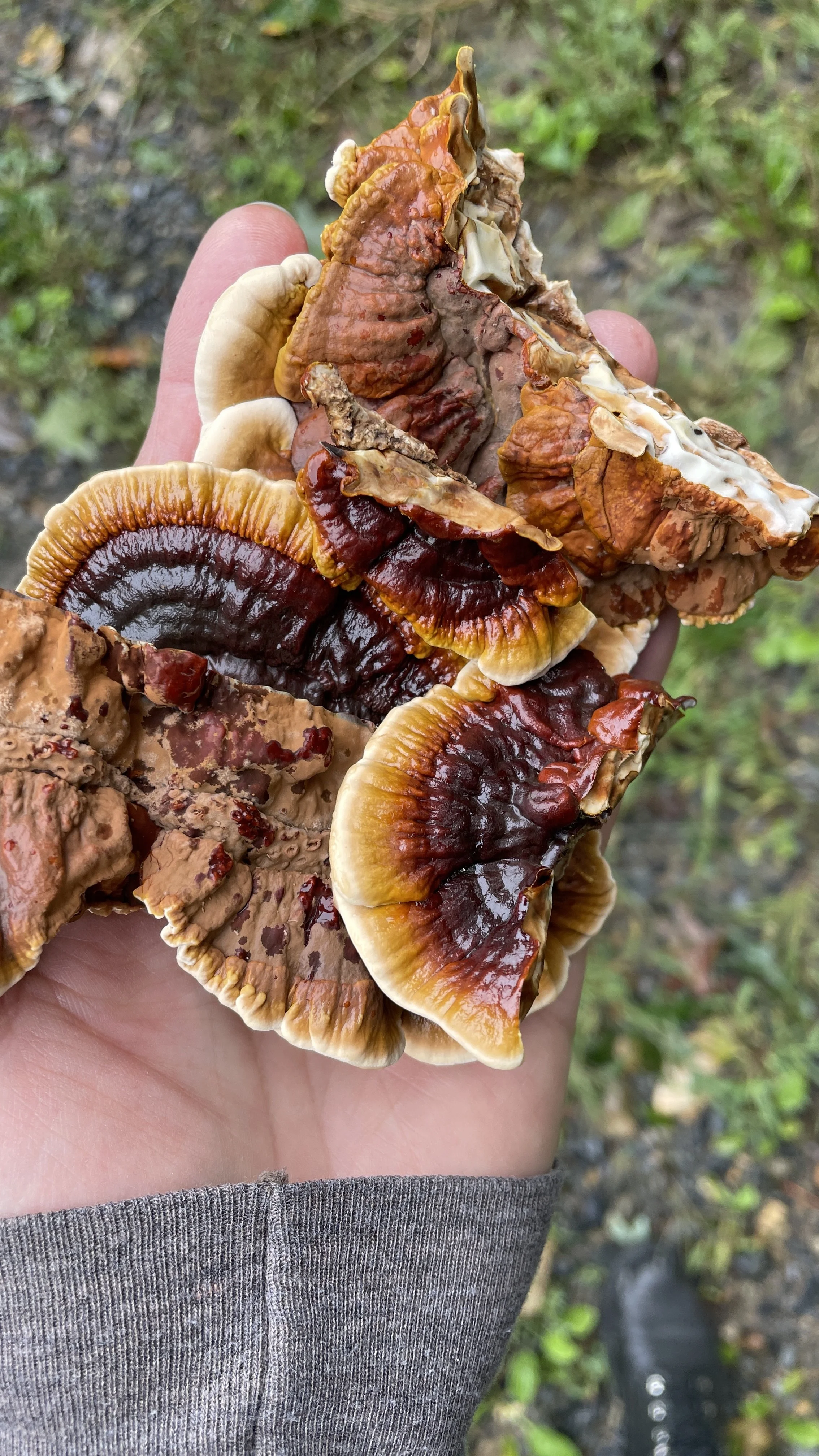 Reishi Mushrooms