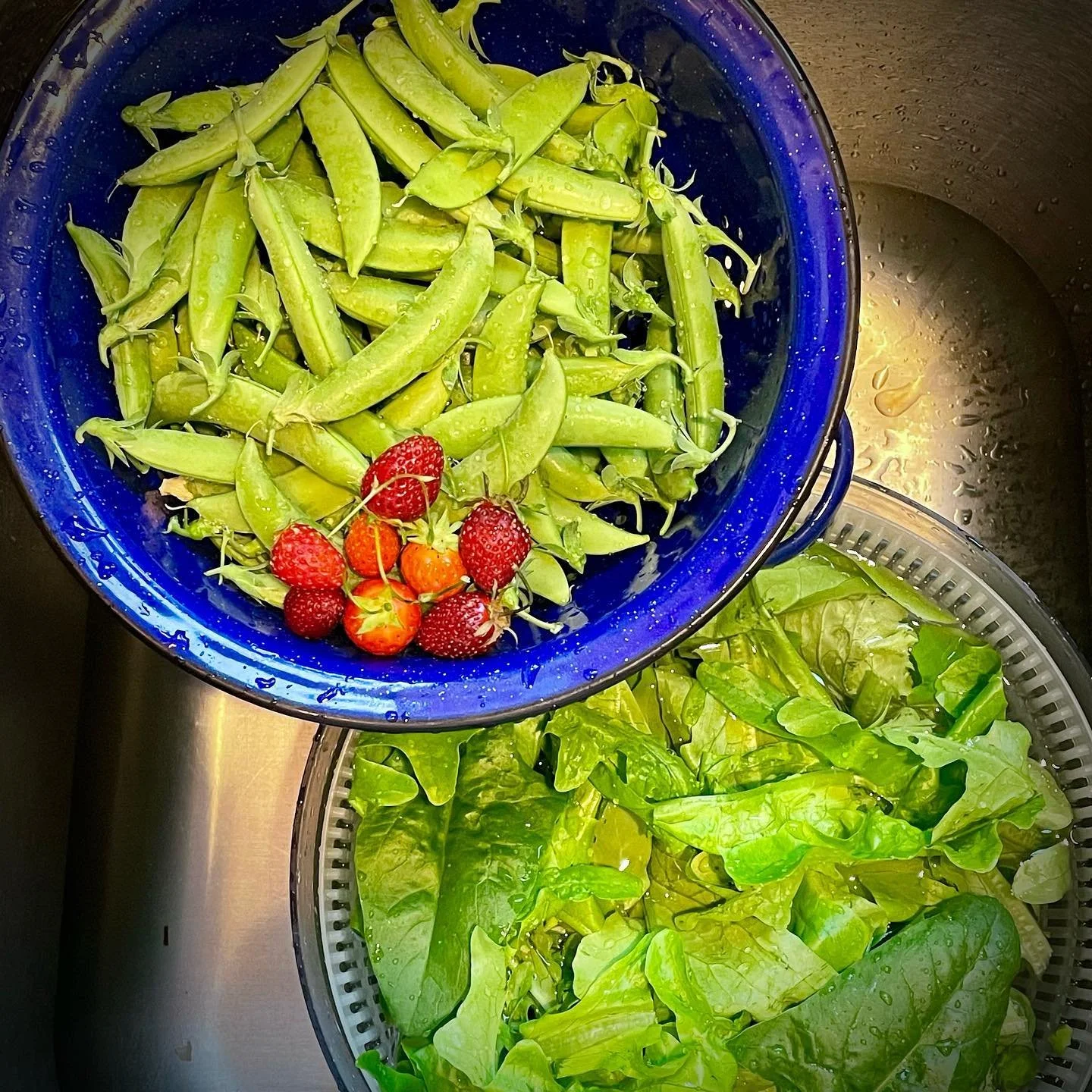 The only time I&rsquo;m happy that my sink is full. 😂 This morning&rsquo;s garden haul includes sugar snaps, the last of the strawberries, and lettuces (so tender!). #gardenhaul #sugarsnaps #lettuce #gardener