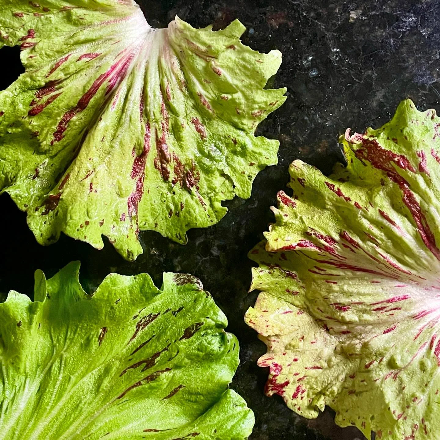 The thing about gardening is that it forces you to slow down, to wait. When I first planted these Castelfranco radicchio seeds, they sprouted a lovely geeen color and were tasty. But&hellip; I left them in the ground over winter and they came back wi