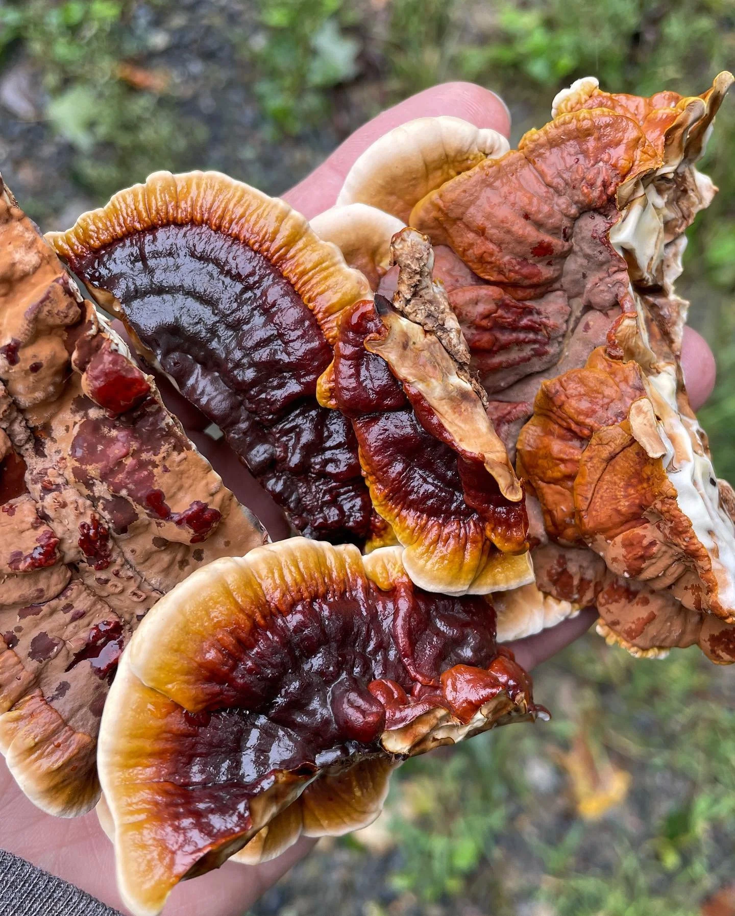 Yesterday I got to visit Primordia Mushroom farm&hellip; look at all of these gorgeous mushrooms! 🍄😍