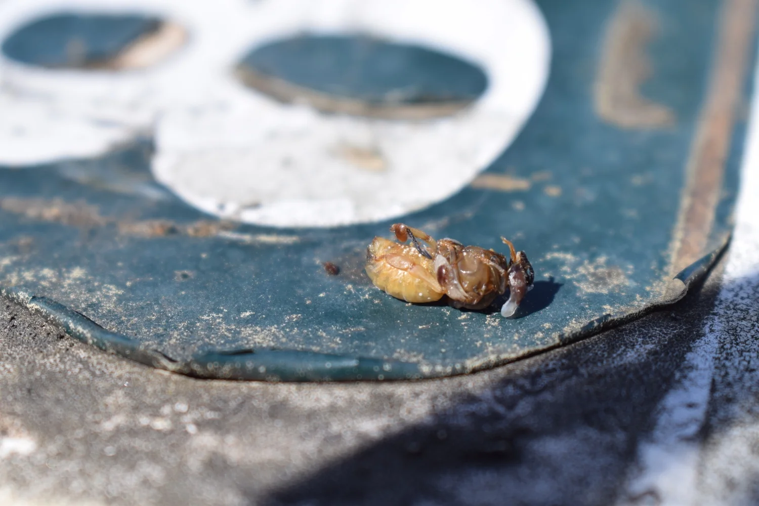 Several Varroa Mites on a honeybee larvae