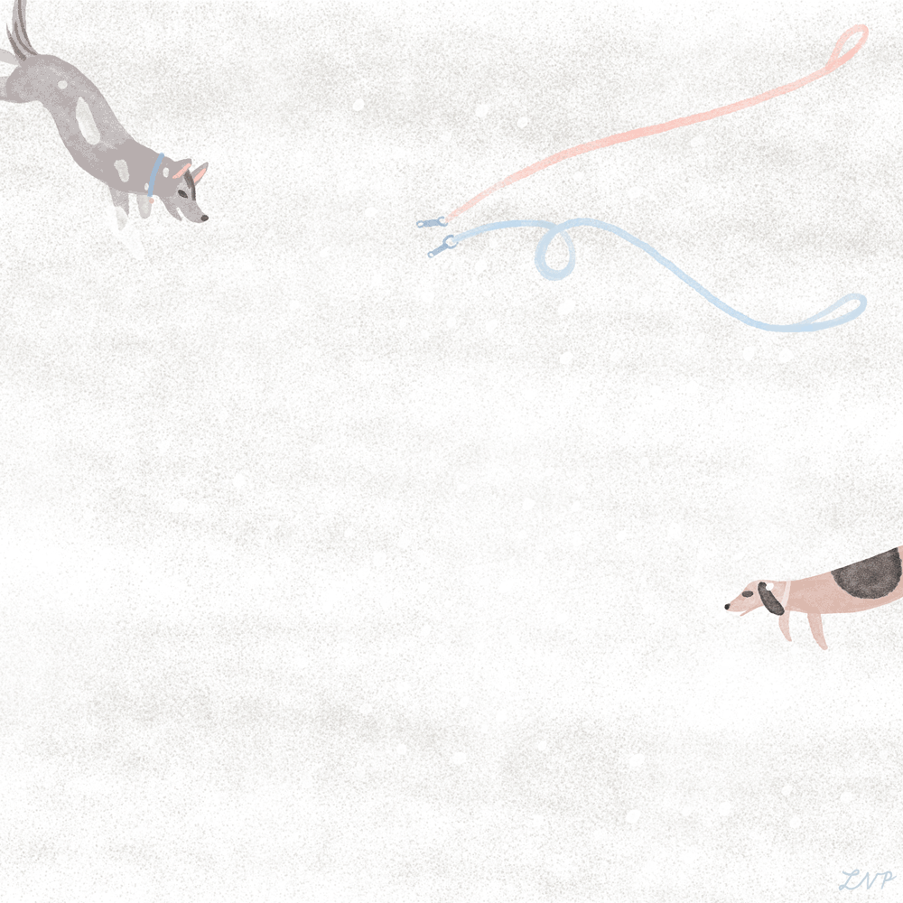 DogsInSnow_libbyvanderploeg.gif