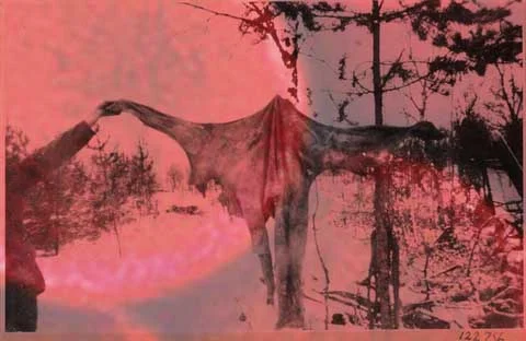Maaselkä_cannibalism.jpg