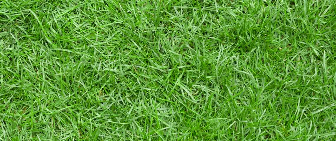 Zoysia-Header-2.jpg