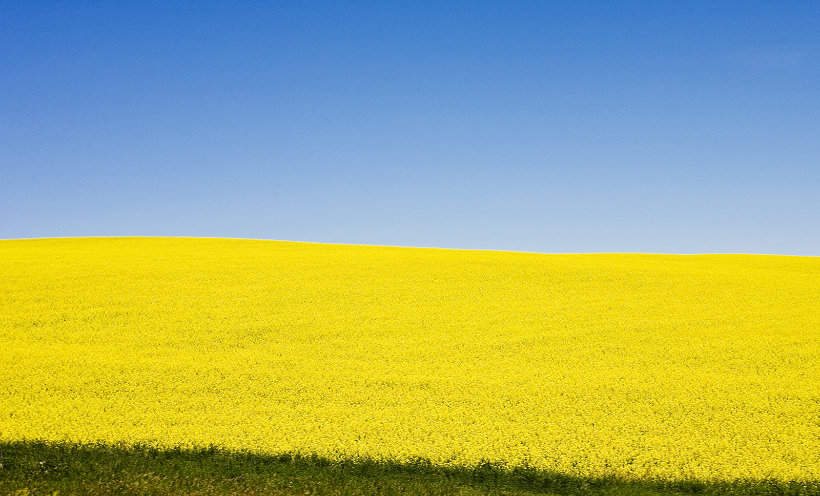 CANOLA
