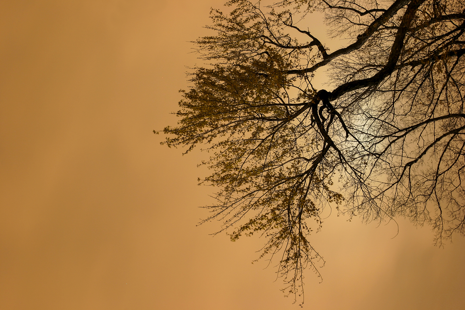 SPRING TREE