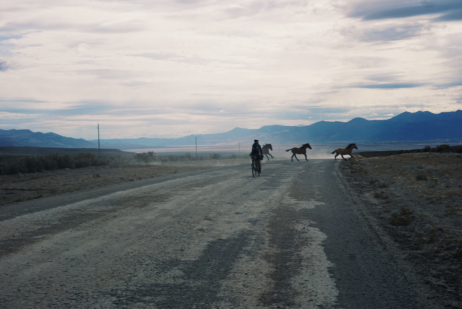 californiaceddarvillehorses.jpg