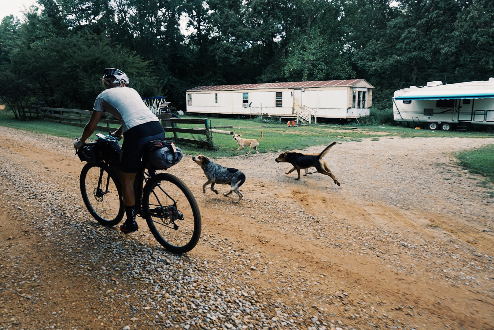 mississippidogchase.jpg