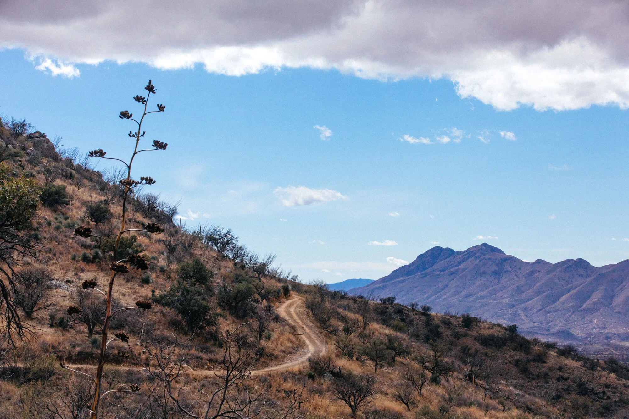 LP Story Guide: The Sky Islands Odyssey 