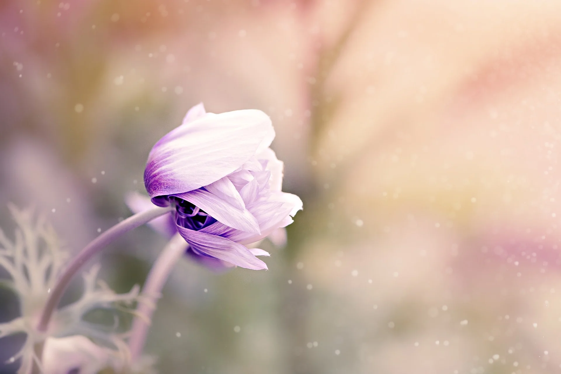 anemone-1533515_1920.jpg