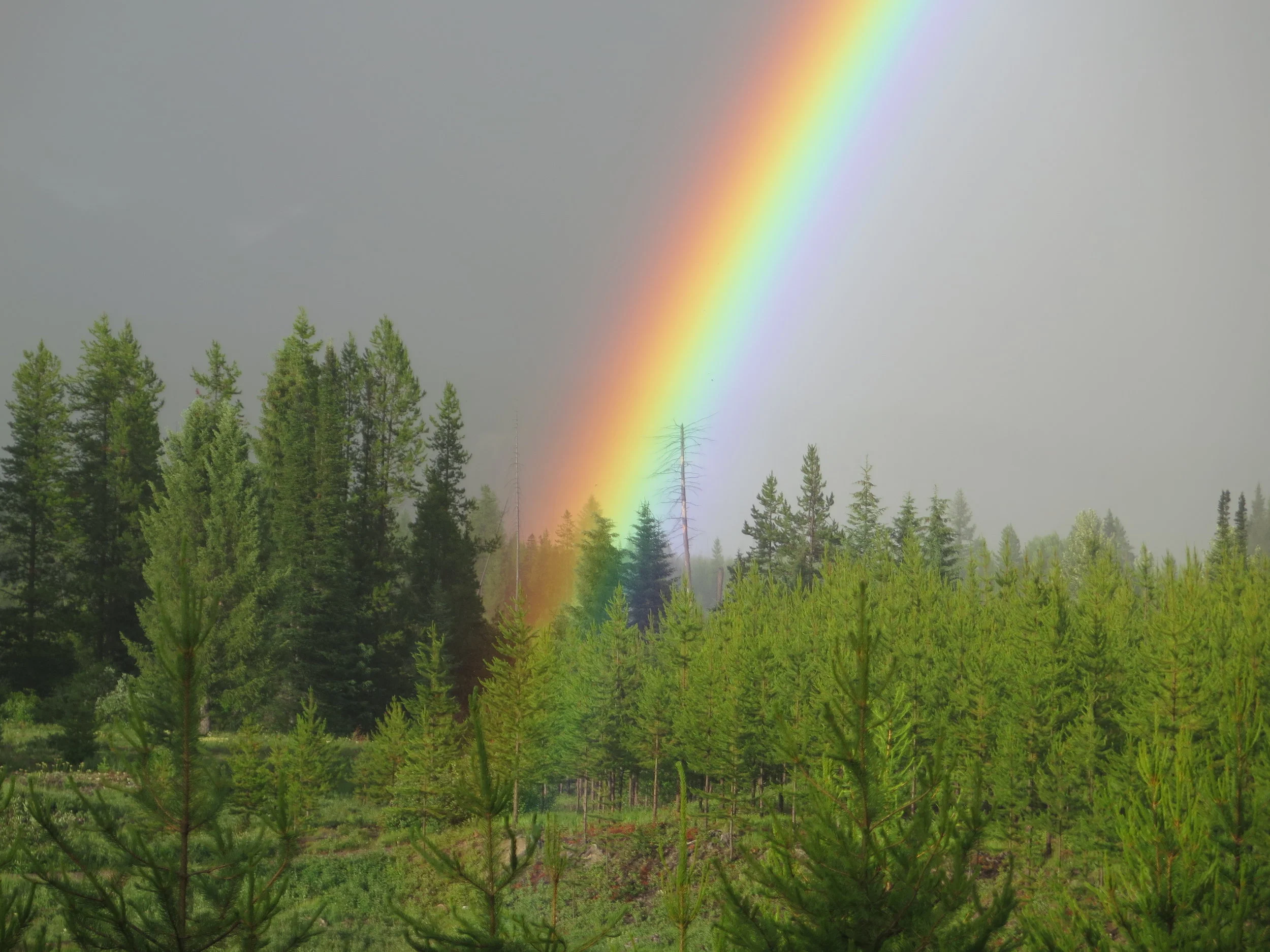 Rainy Day Beauty