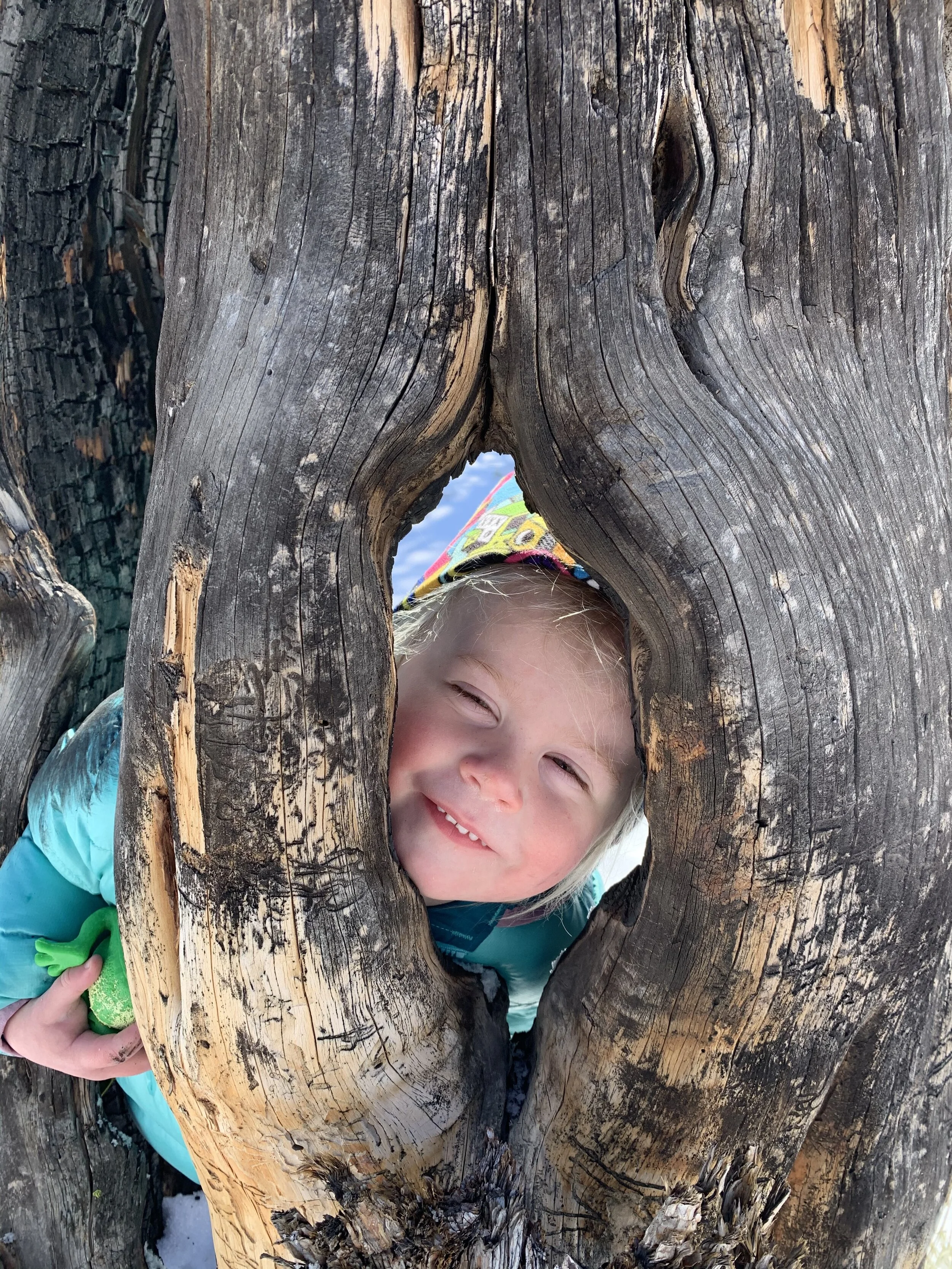 In the Land of Junipers