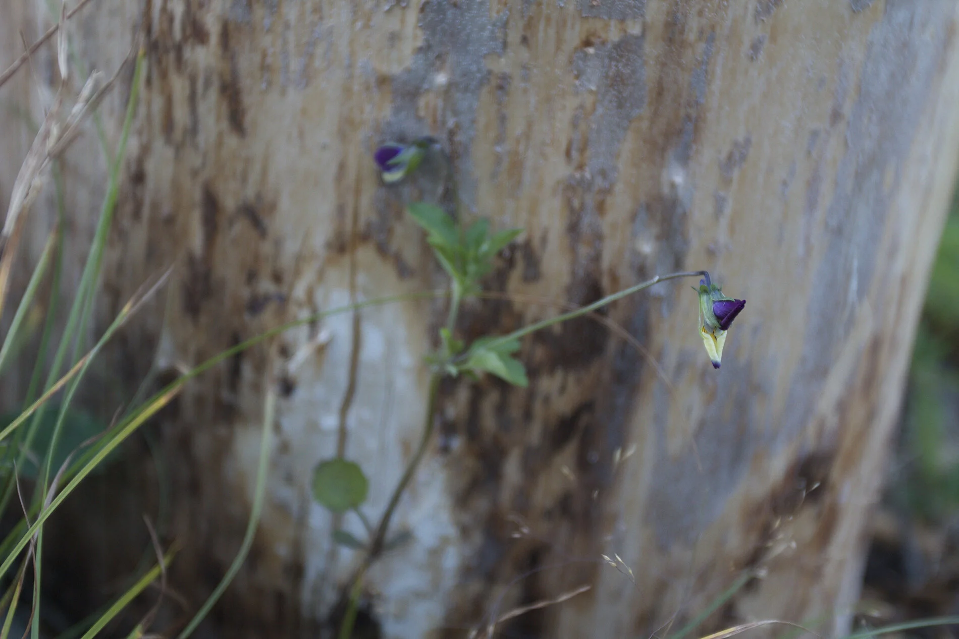 IMG_9308.jpeg