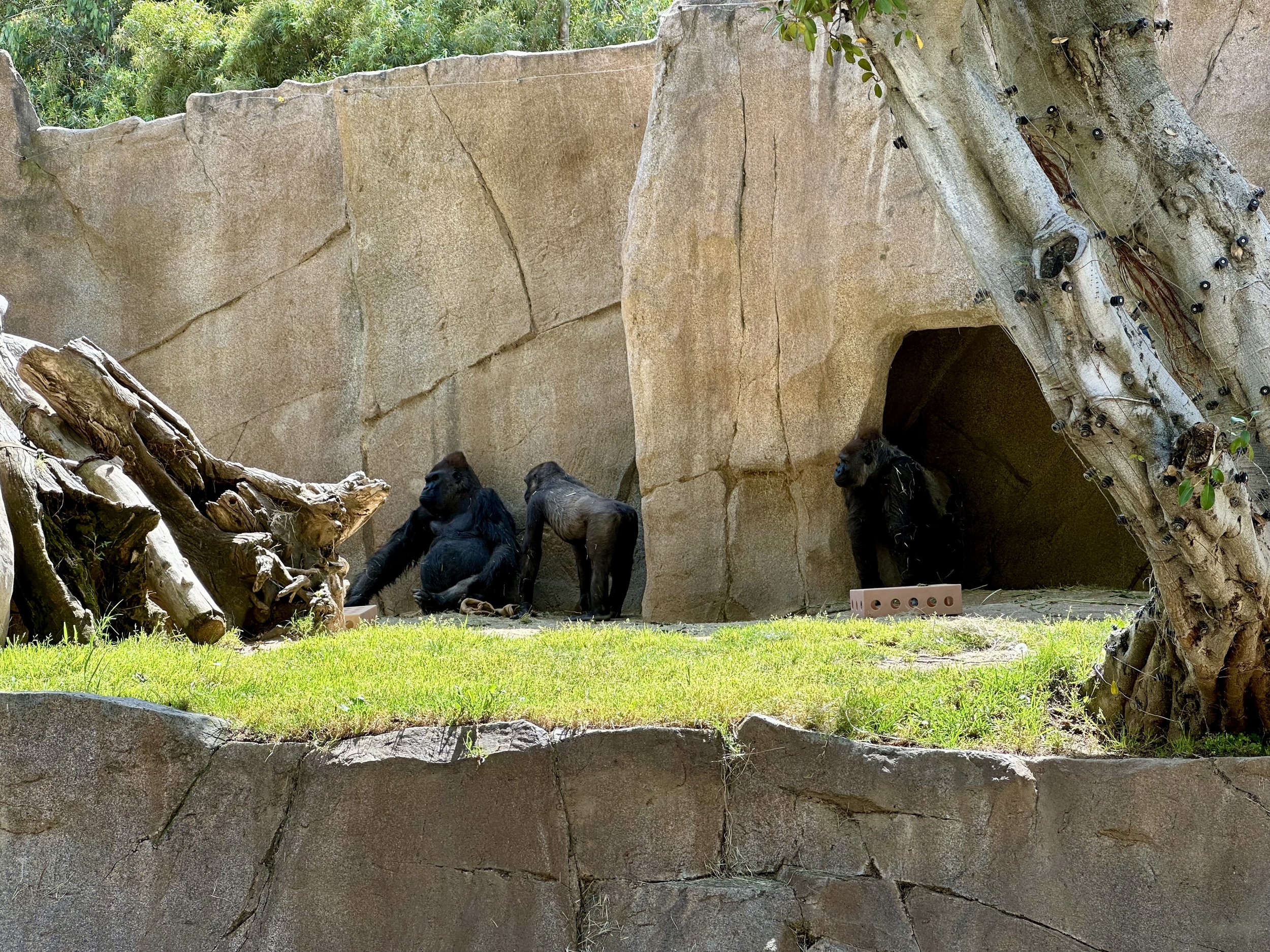 IMG_0306.jpeg