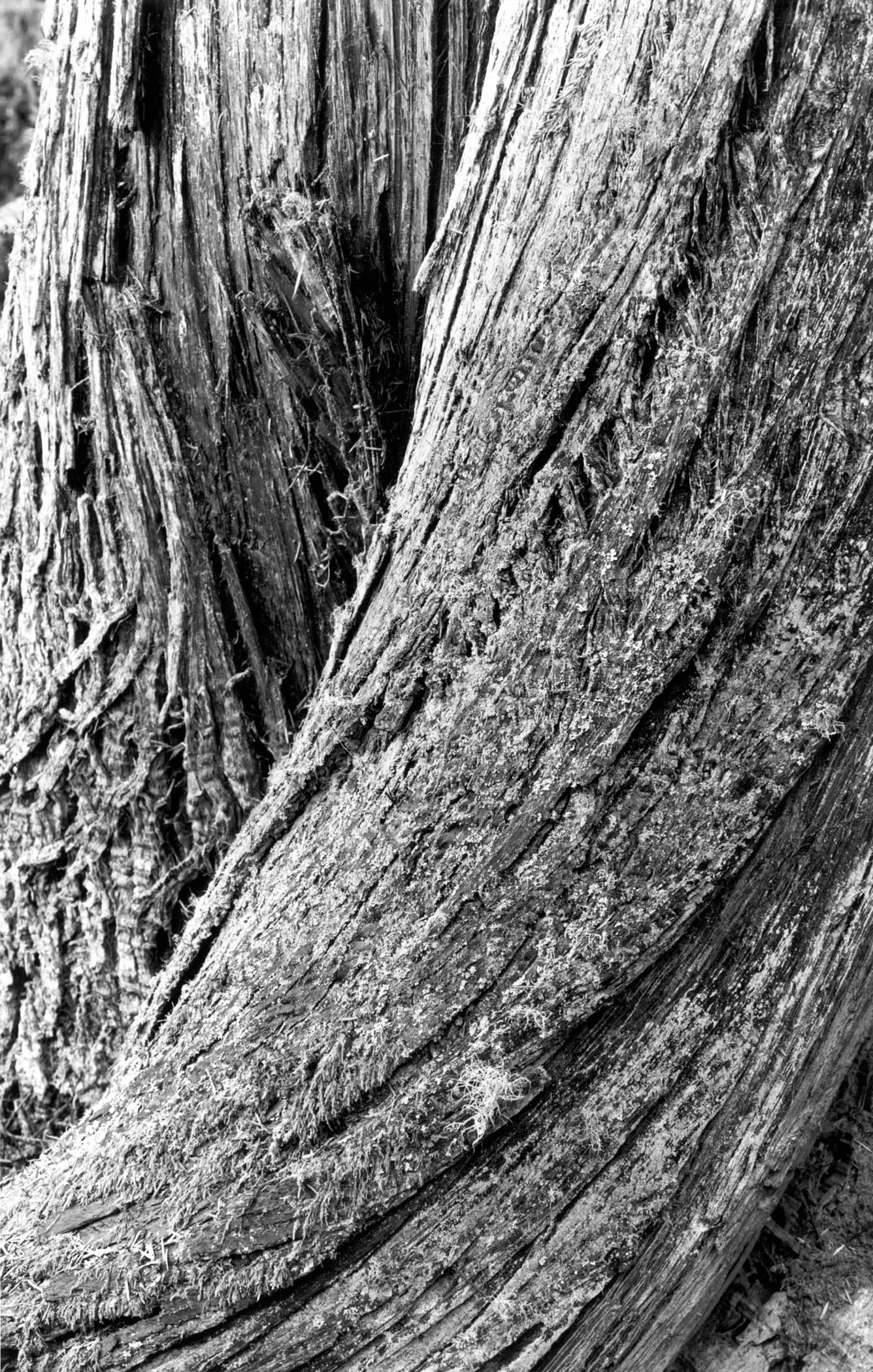 Ancient Cedar, Deception Pass