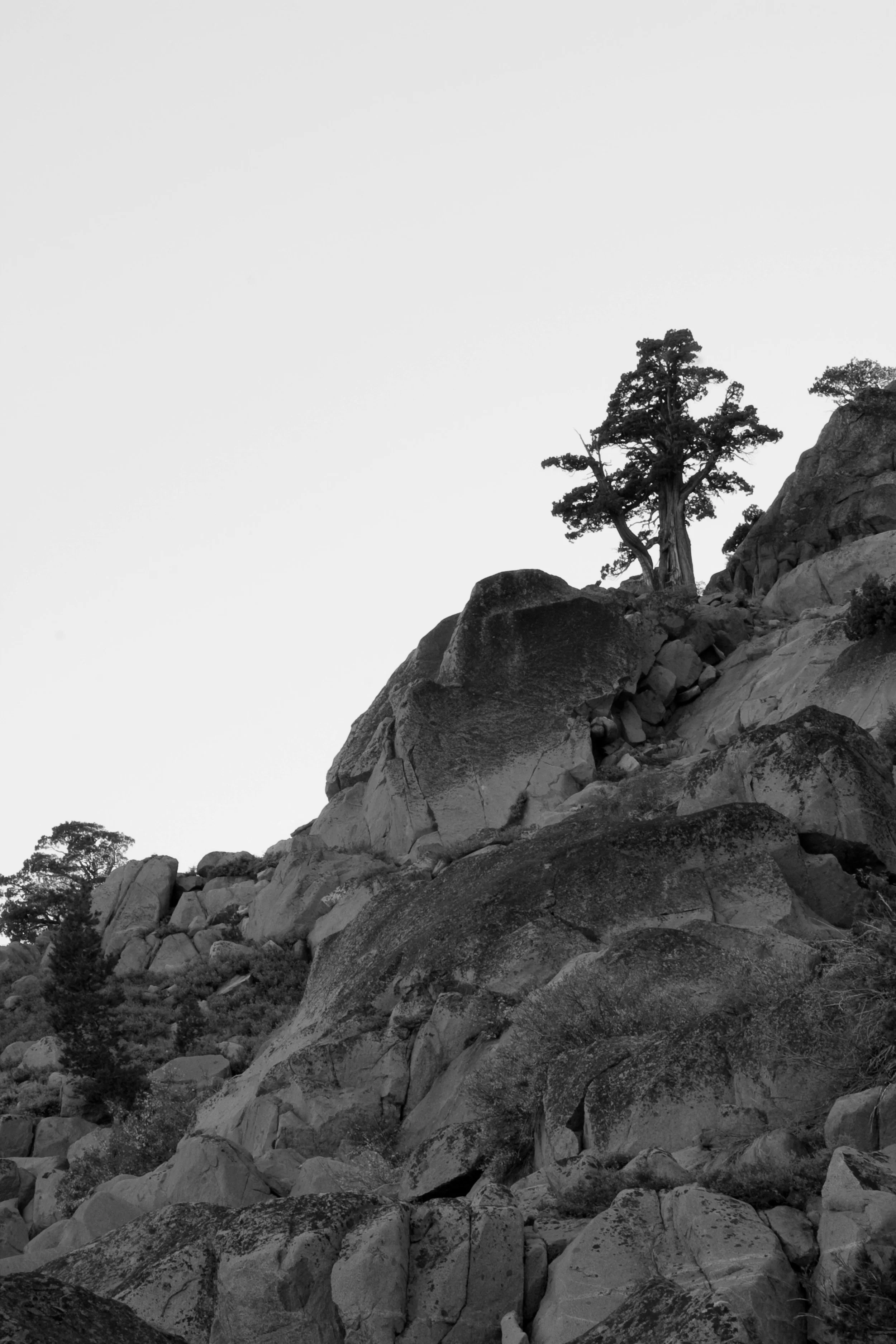 Juniper in the Sierras