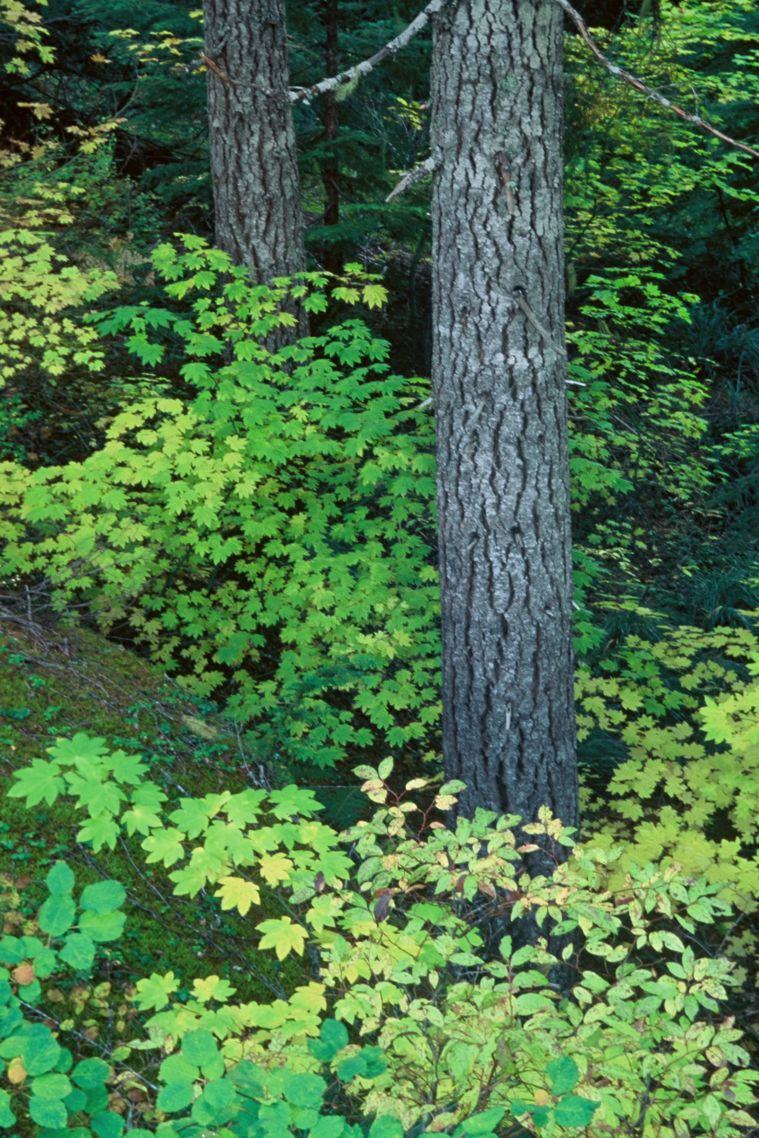 Fall Color at Mt Rainier National Park I