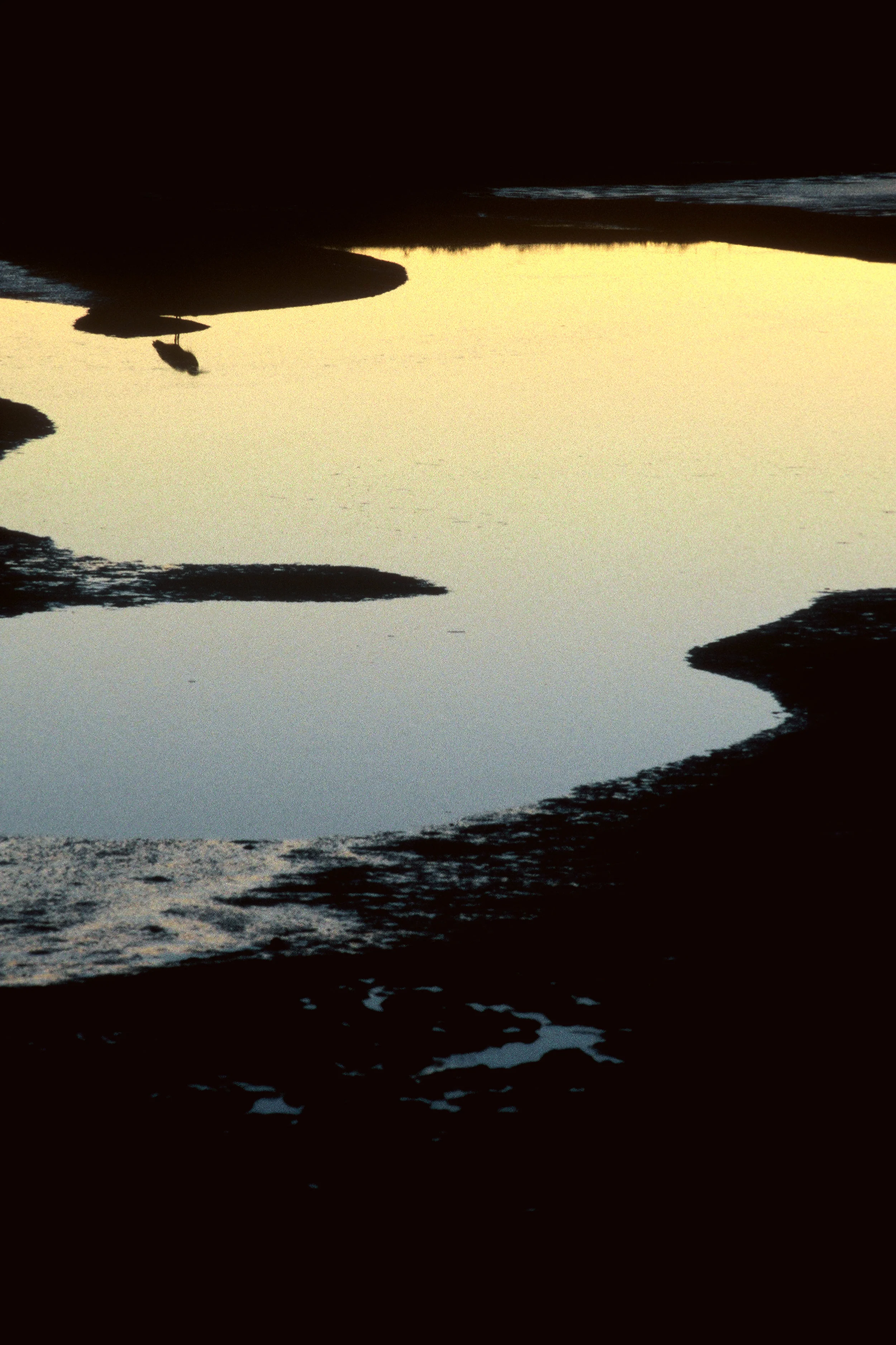 Great Blue Heron at Dusk