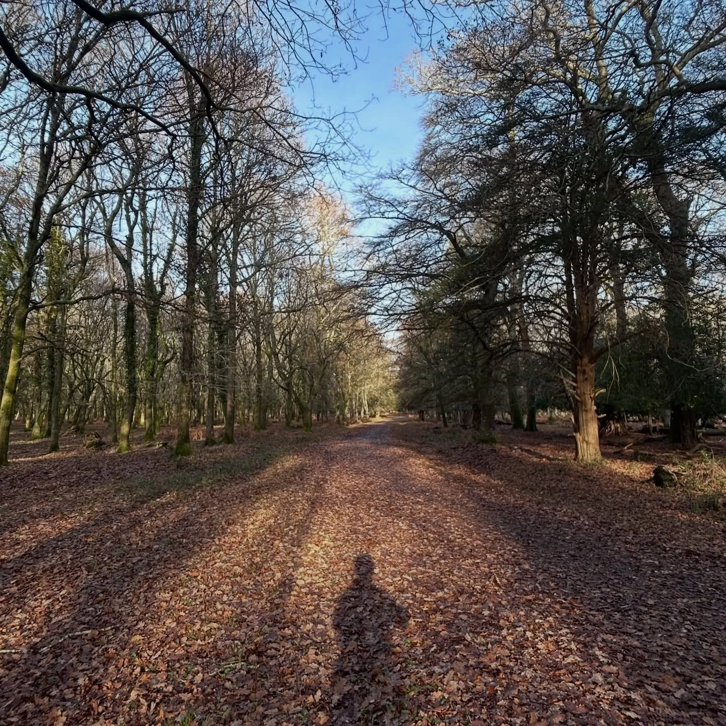 20 mile bike rides in the forest, windy 3 degree walks along the Solent, weekend markets, country pubs, warm fires, cold air, warm hearts &mdash; the New Forest at its finest ✨