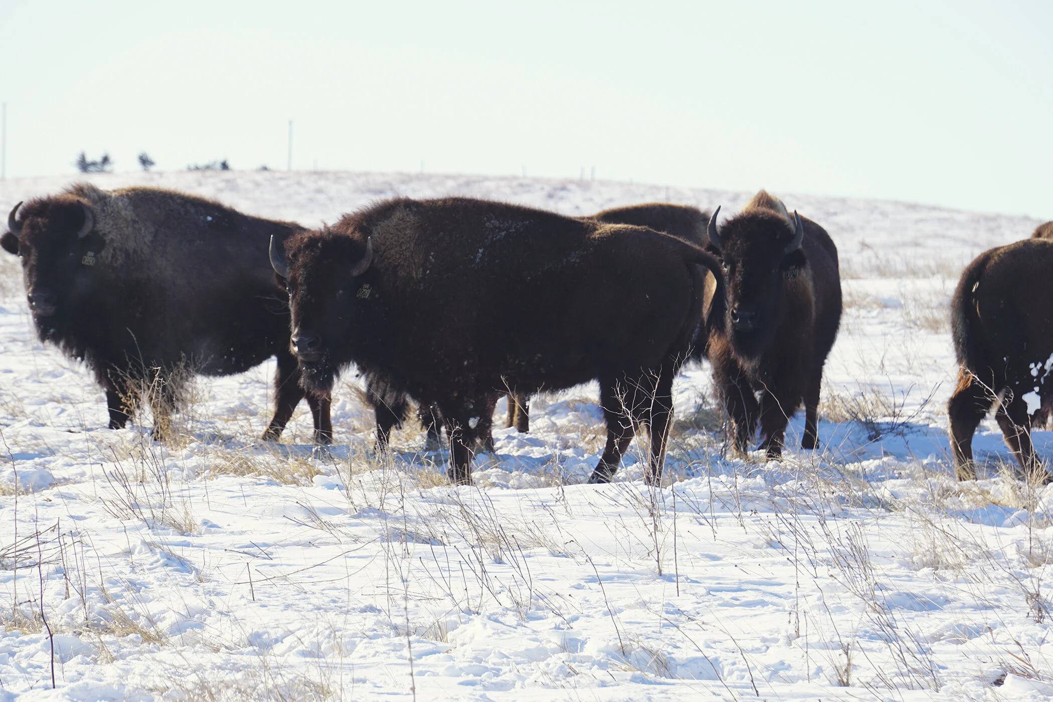 Bad River Ranches — Turner Bison Exchange
