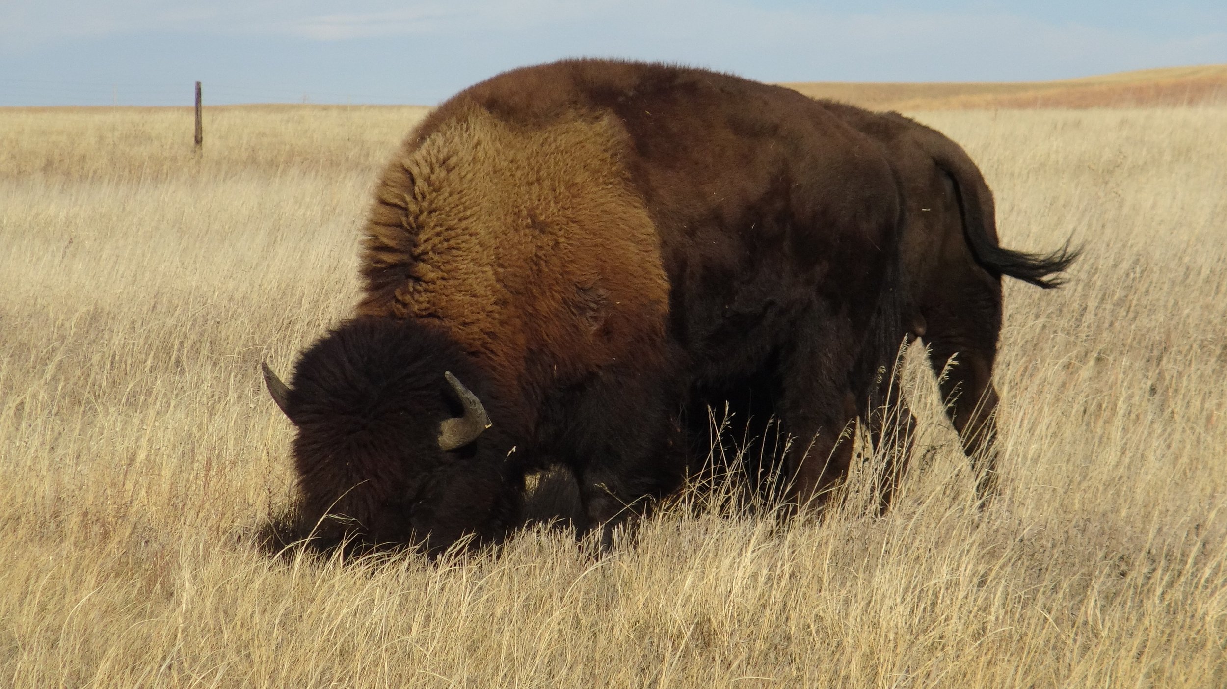 Deer Creek Yellowstone Bull.JPG