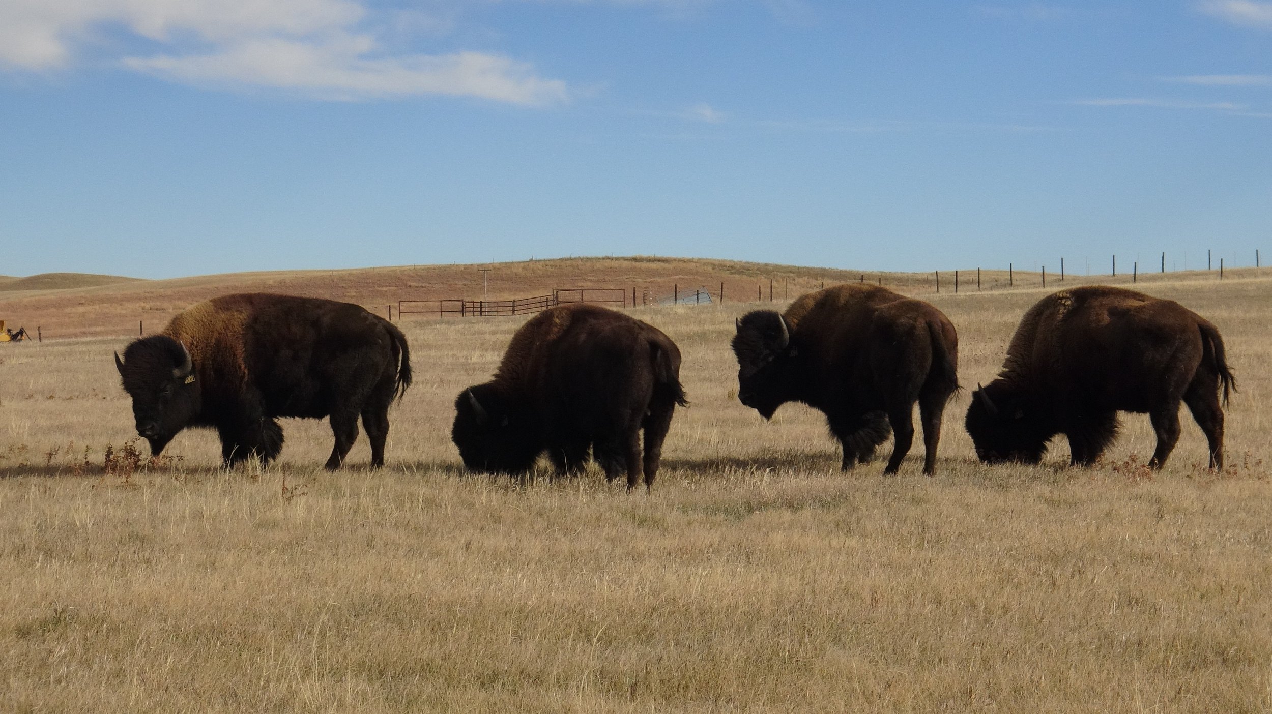 Deer Creek Yellowstone bull3.JPG