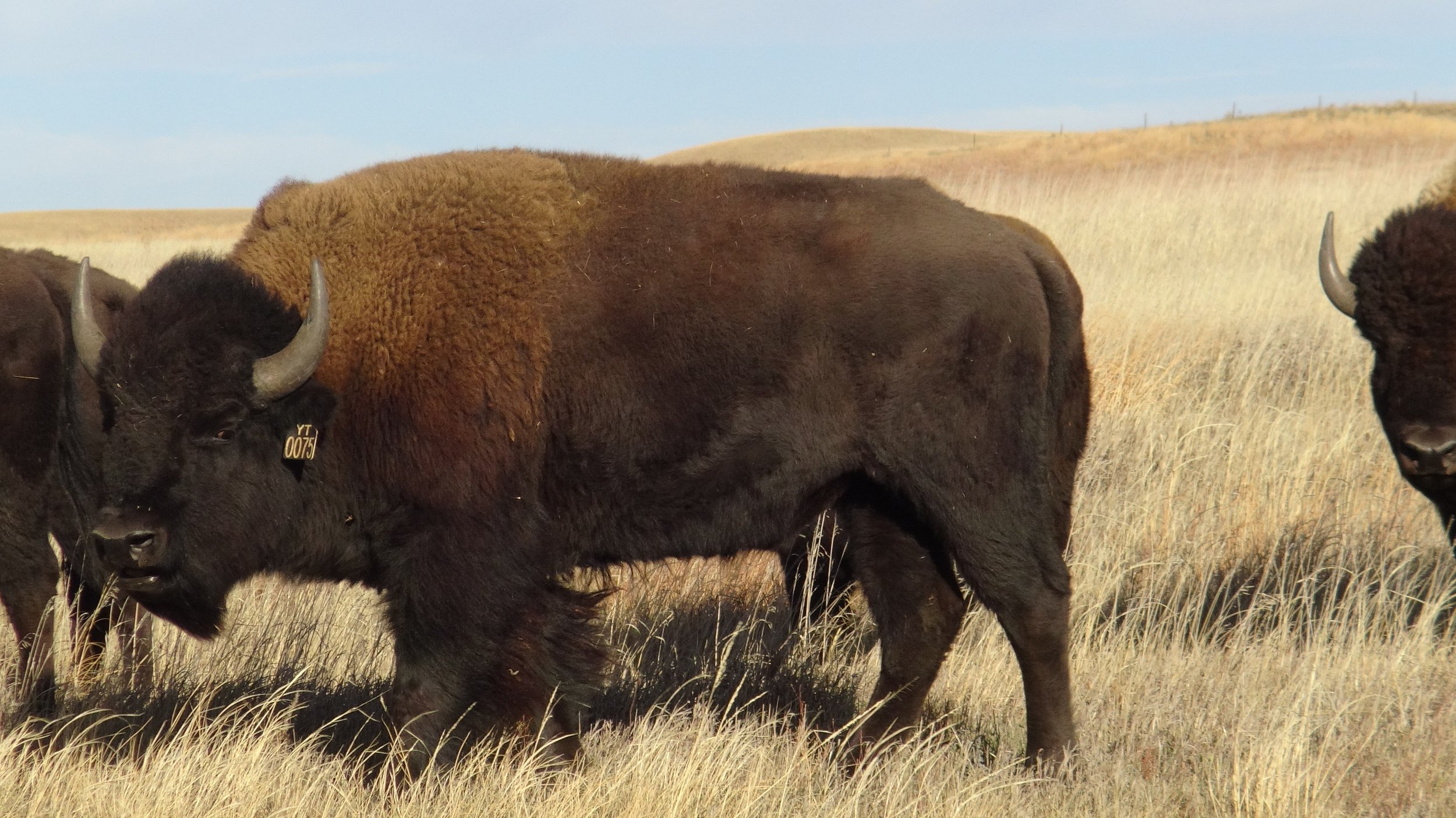 Deer Creek Yellowstone bull4.JPG