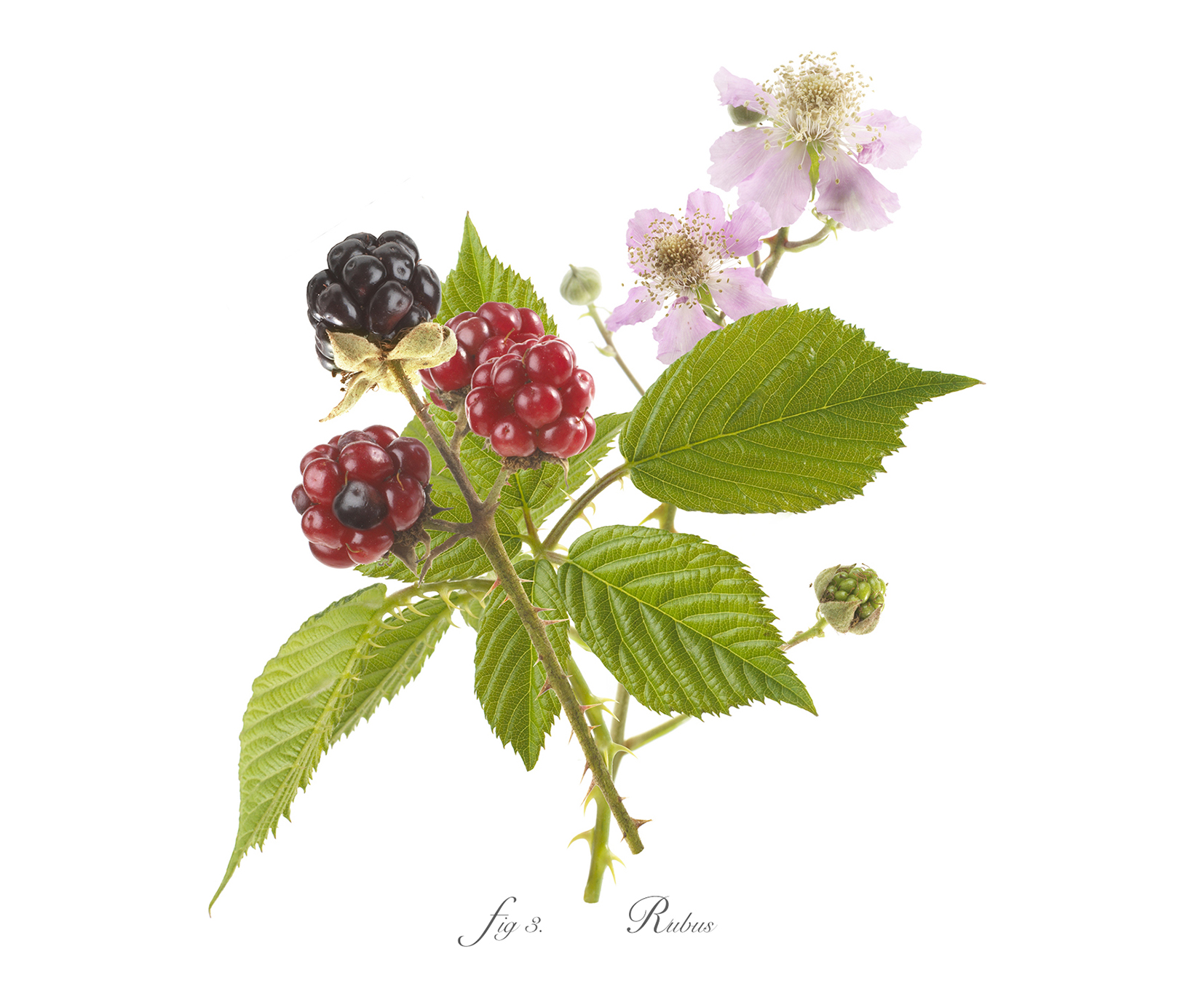 3brambles1500 .jpg