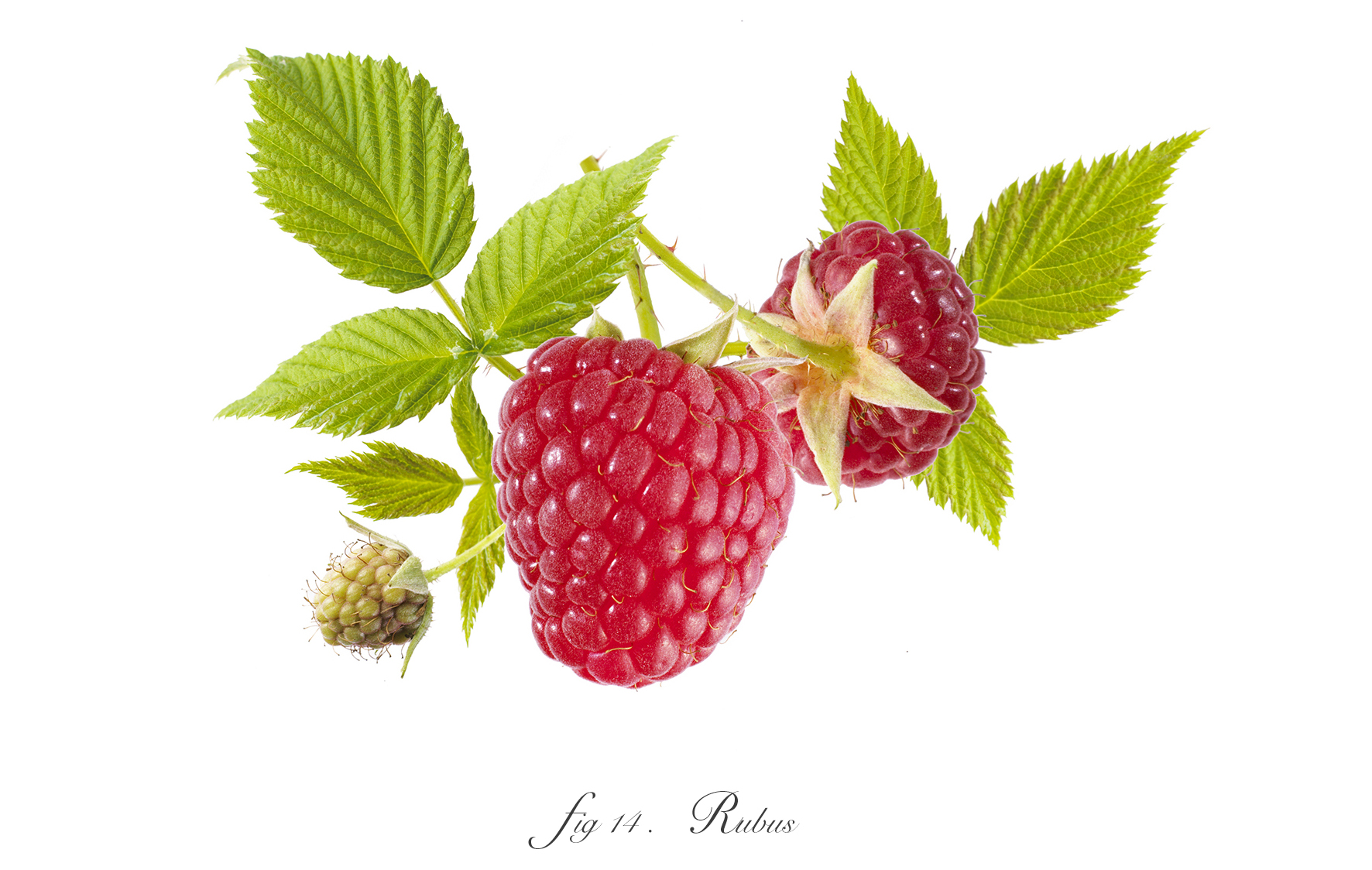 14raspberry1500 .jpg