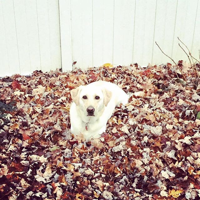 Birdie loves Fall at Allegan Gardens! 
@homeaway @vrbo
https://www.vrbo.com/475602
.
.
.
.
#allegangardens #lakemichigan #coastalliving #familyvacation #summervacation #summergetaway #fallgetaway #michigan #puremichigan #summer #privatepool #vrbo #ho