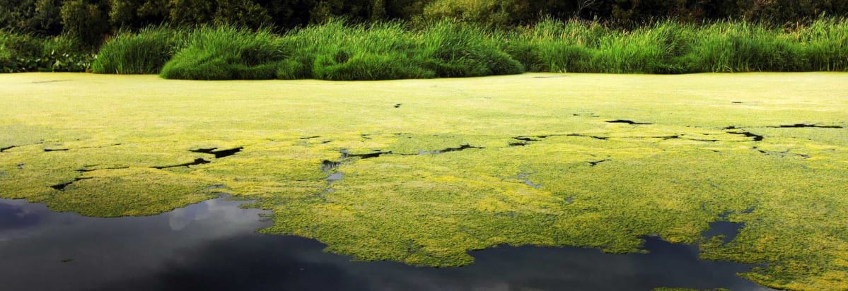 CR-Health-Hero-Watch-Out-For-Algae-Blooms-08-17-v2.jpeg