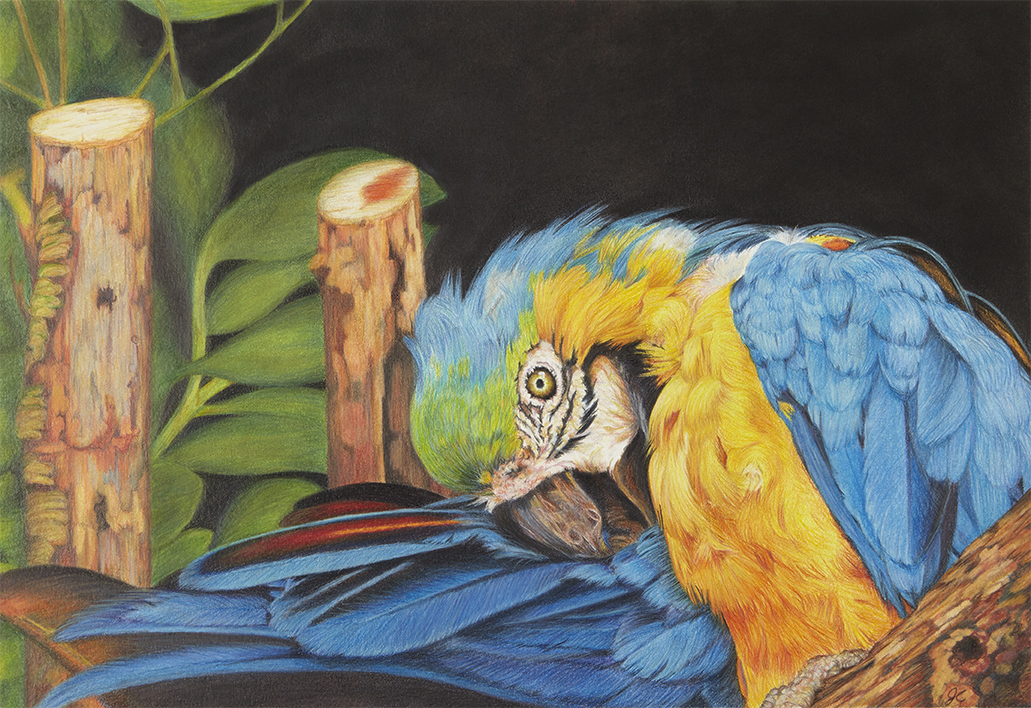 Preening 10.5x15.5 colored pencil with pan pastel background. Please contact me with any questions or inquiries. 