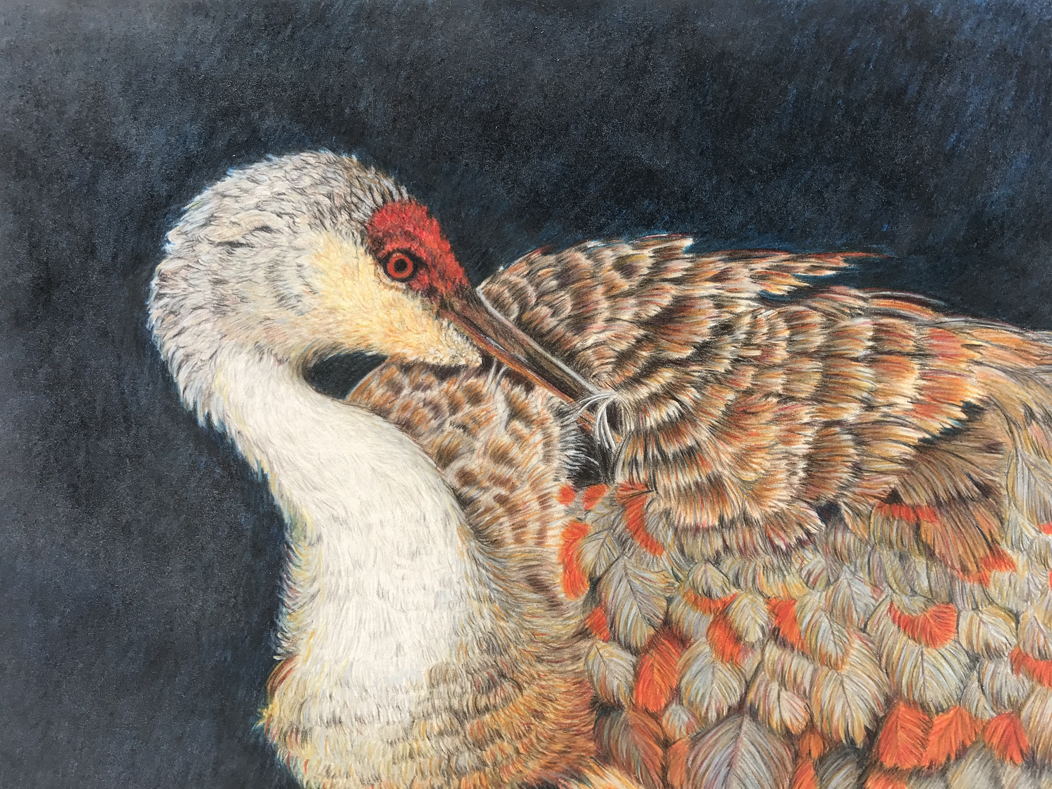 Finely Feathered 8x10.5” colored pencils please contact me with any questions