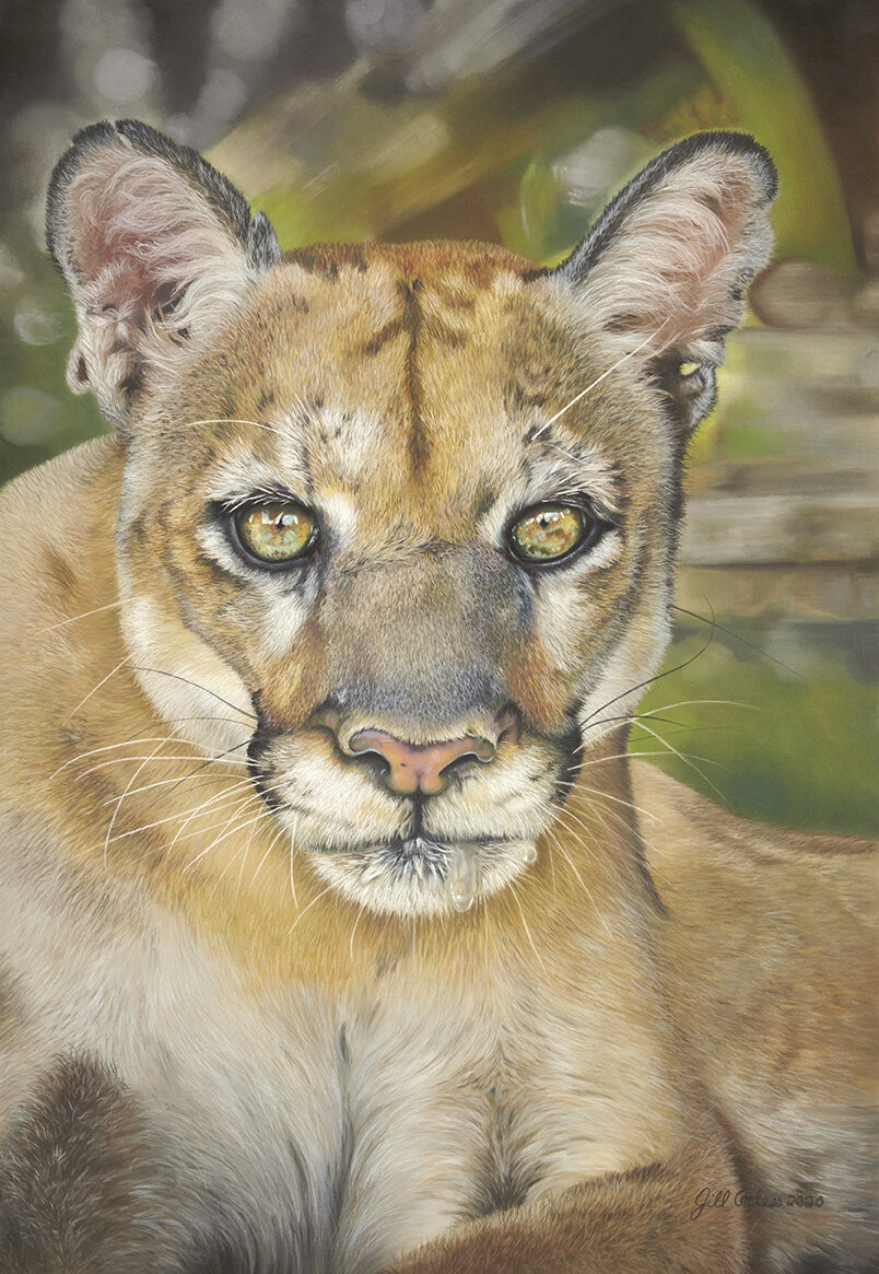 Florida Panther  28”x20” pastel available please contact me with any inquires