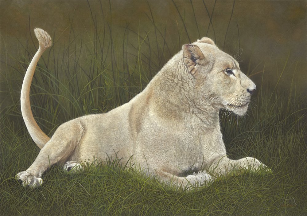 “White lioness of South Africa”  30” x 40” pastel please contact with any inquiries 