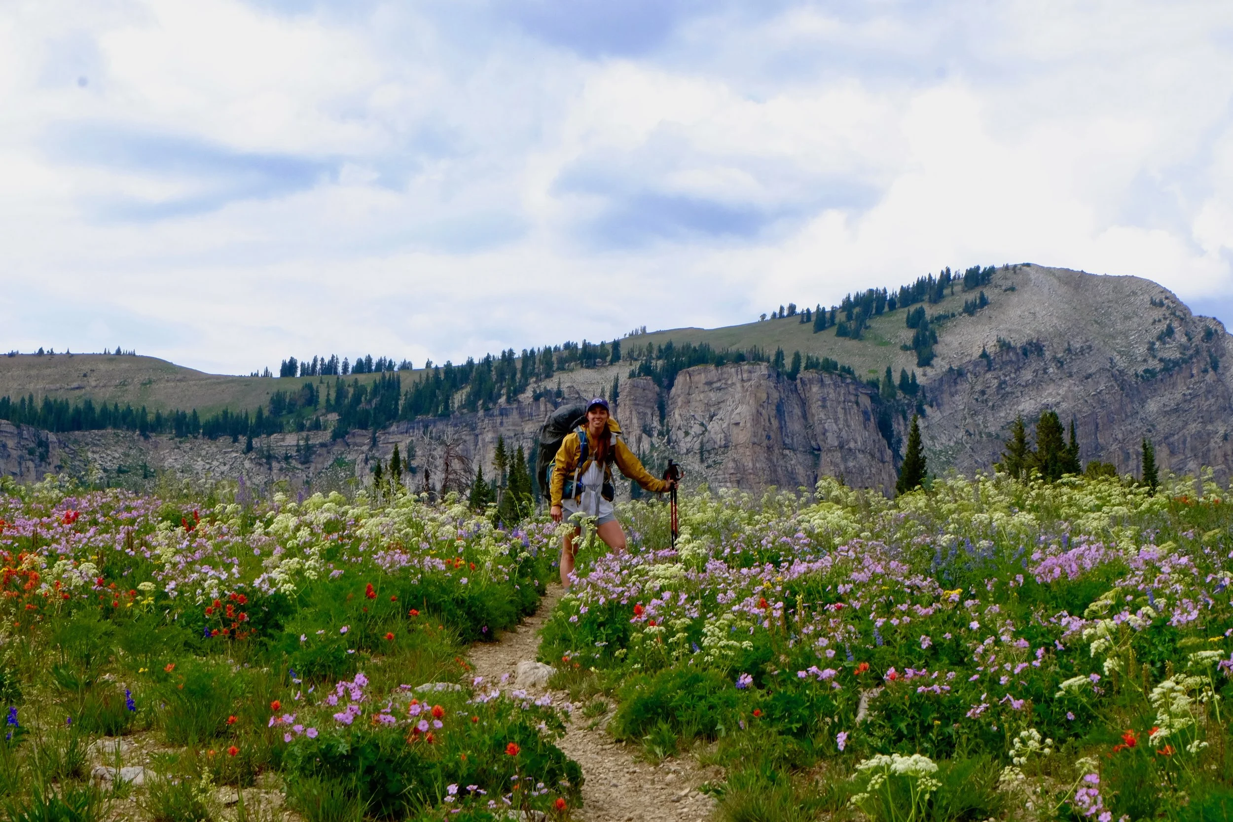 More Teton Wildflowers