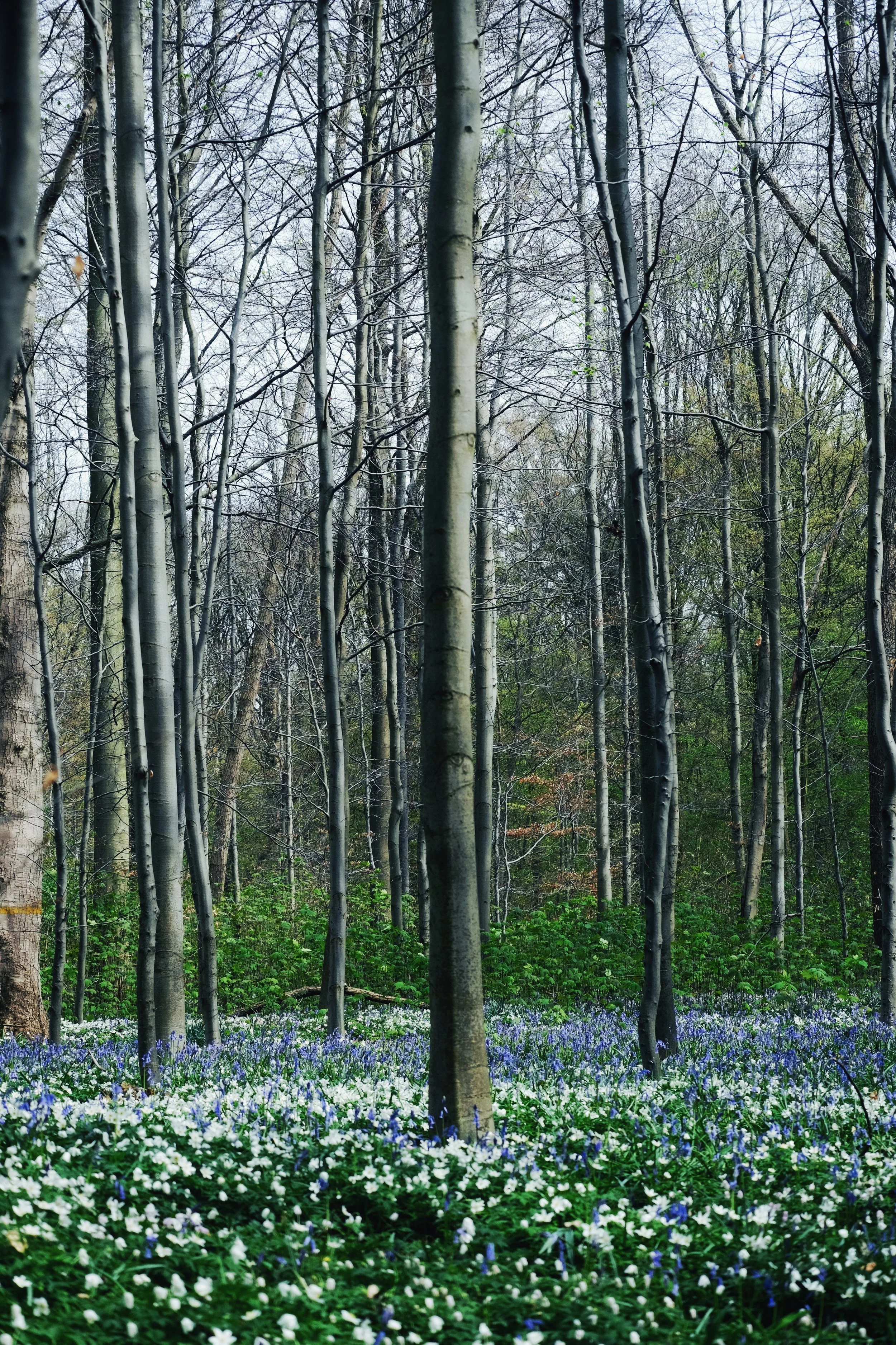Springtime Among Blue Bells