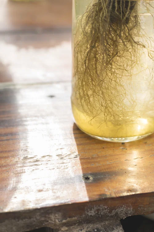 RIPE honors the powerful symbiotic connection between our body + pure whole plants, in the way Earth loves.