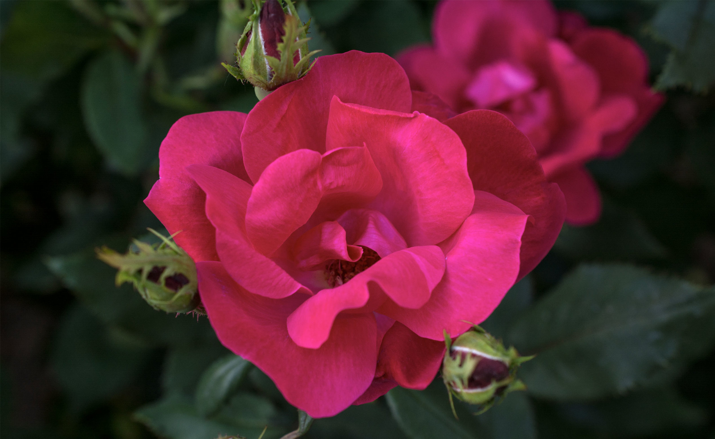 Shrub Rose 'Radrazz' KNOCK OUT, Plant Profile