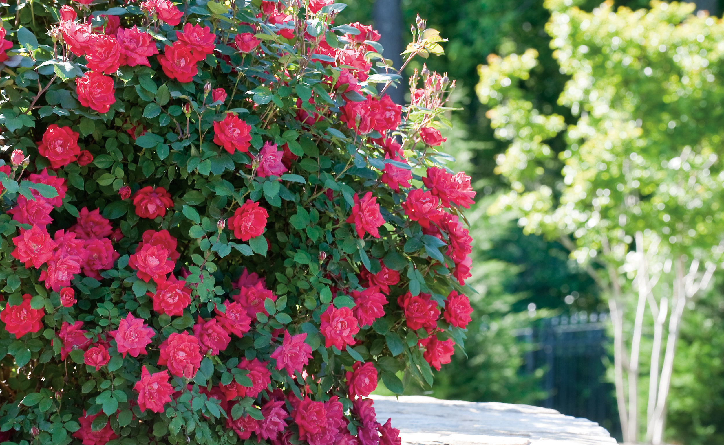 Shrub Rose 'Radrazz' KNOCK OUT, Plant Profile