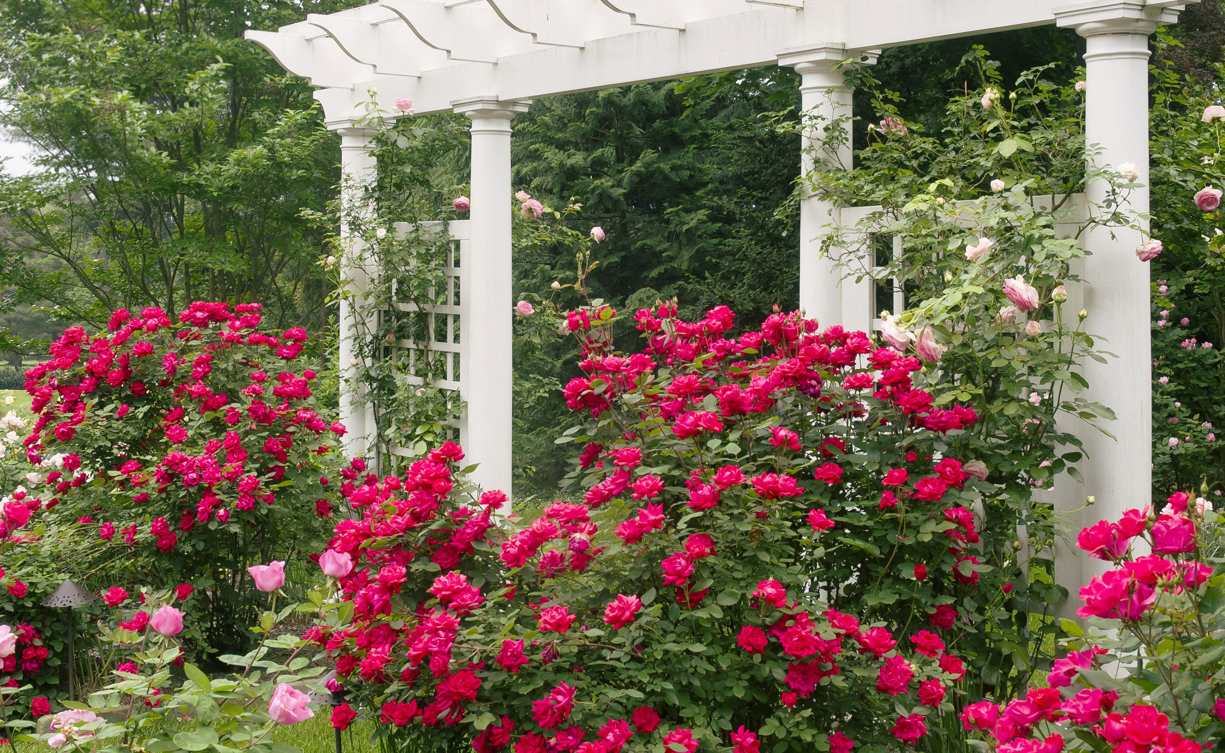 Pink Double Knock Out® — The Knock Out® Family of Roses