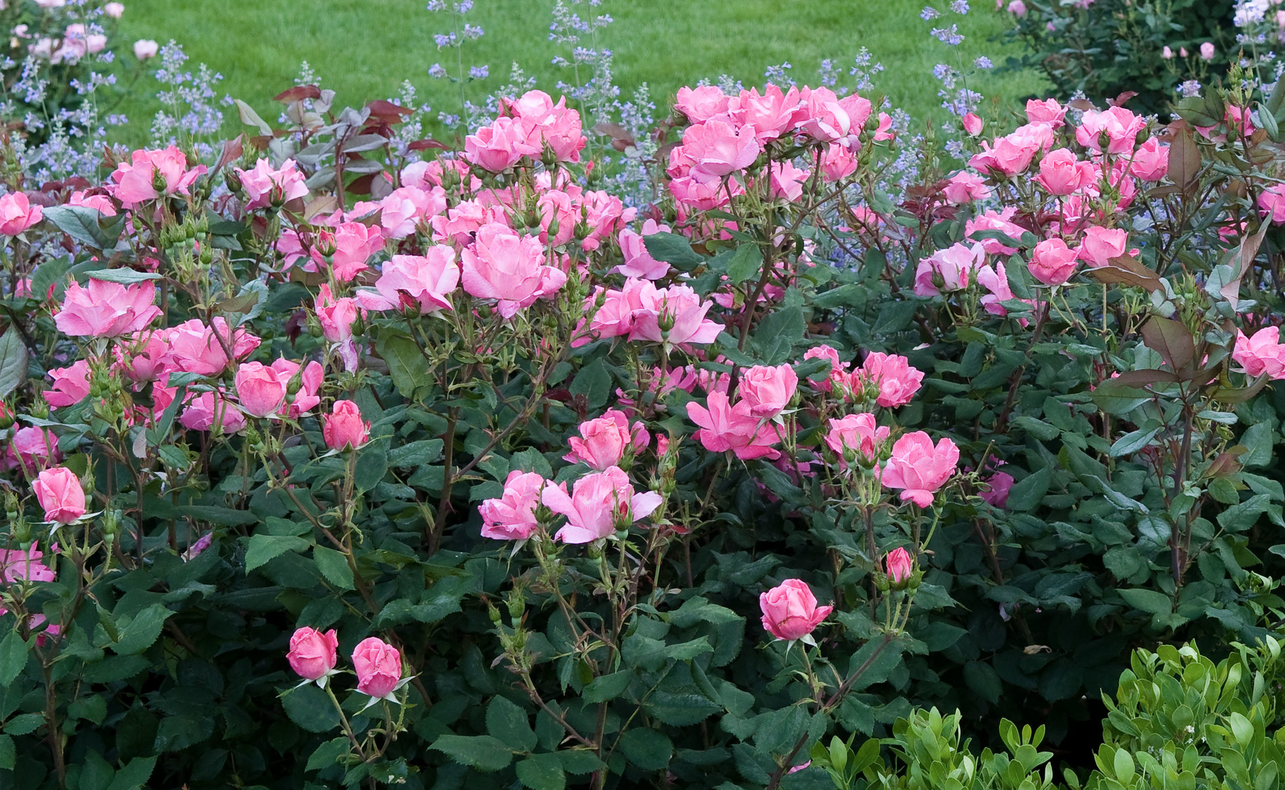 Pink Knock Out® — The Knock Out® Family of Roses